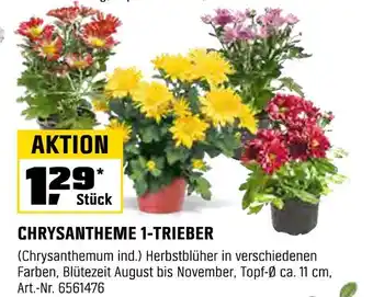 OBI Chrysantheme 1-trieber Angebot