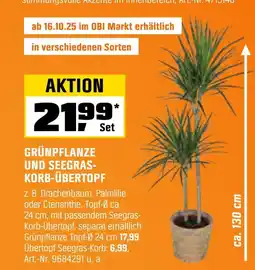 OBI Grünpflanze und seegras-korb-übertopf Angebot