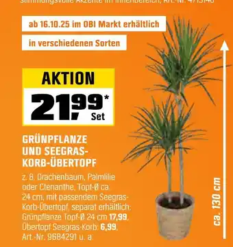 OBI Grünpflanze und seegras-korb-übertopf Angebot