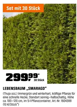OBI Lebensbaum „smaragd“ Angebot
