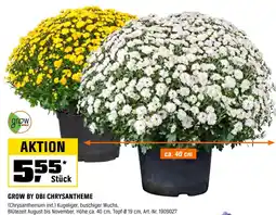 OBI Grow by obi chrysantheme Angebot