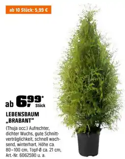 OBI Lebensbaum „brabant“ Angebot