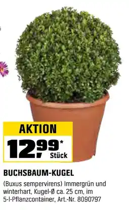 OBI Buchsbaum-kugel Angebot