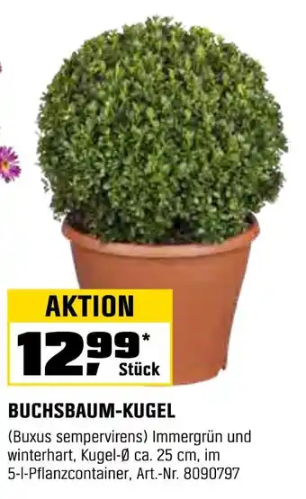 OBI Buchsbaum-kugel Angebot