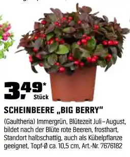 OBI Scheinbeere big berry Angebot
