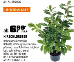 OBI Kirschlorbeer Angebot