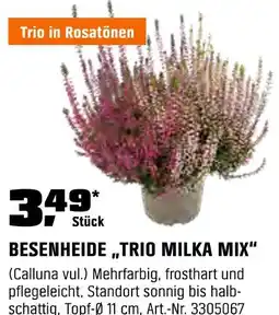 OBI Besenheide trio milka mix Angebot