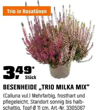 OBI Besenheide trio milka mix Angebot