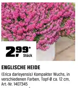 OBI Englische heide Angebot