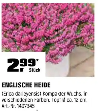 OBI Englische heide Angebot