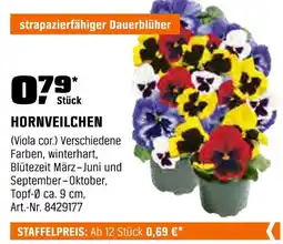 OBI Hornveilchen Angebot