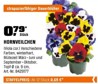 OBI Hornveilchen Angebot