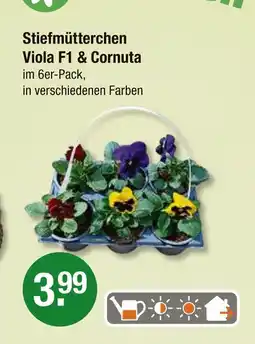 V Markt Stiefmütterchen viola f1 & cornuta Angebot