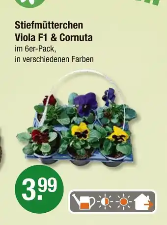 V Markt Stiefmütterchen viola f1 & cornuta Angebot