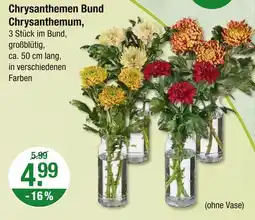 V Markt Chrysanthemen bund chrysanthemum Angebot