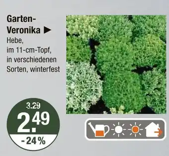 V Markt Garten-veronika Angebot