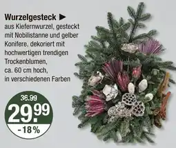 V Markt Wurzelgesteck Angebot