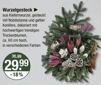 V Markt Wurzelgesteck Angebot