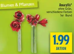 diska Amaryllis Angebot