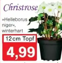 Jawoll Christrose Angebot
