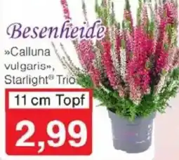 Jawoll Besenheide Angebot