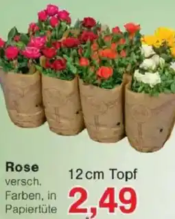 Jawoll Rose Angebot