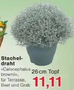 Jawoll Stacheldraht Angebot