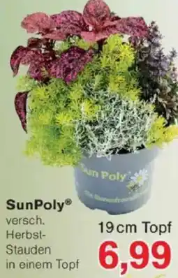 Jawoll SunPoly Angebot