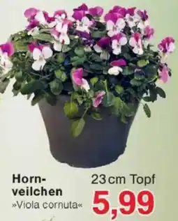 Jawoll Hornveilchen Angebot