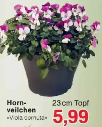 Jawoll Hornveilchen Angebot