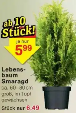 Jawoll Lebensbaum Smaragd Angebot