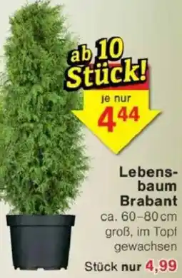 Jawoll Lebensbaum Brabant Angebot
