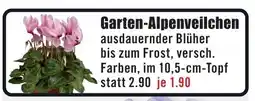 B1 Discount Baumarkt Garten-Alpenveilchen Angebot