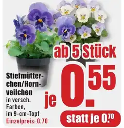 B1 Discount Baumarkt Stiefmütterchen/Hornveilchen Angebot