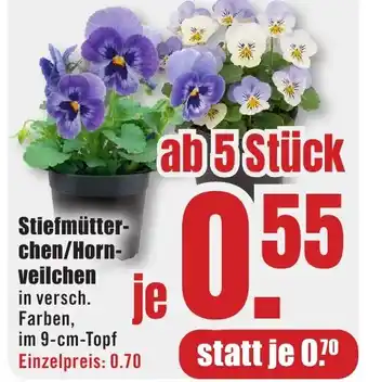 B1 Discount Baumarkt Stiefmütterchen/Hornveilchen Angebot