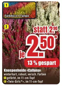 B1 Discount Baumarkt Knospenheide »>Calluna<< Angebot