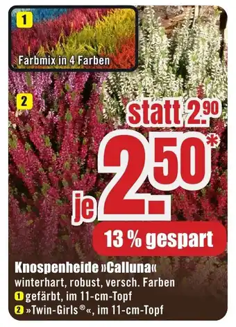 B1 Discount Baumarkt Knospenheide »>Calluna<< Angebot
