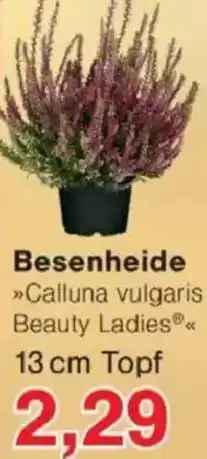 Jawoll Besenheide Angebot