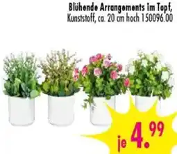 Möbel Boss Blühende Arrangements im Topf Angebot