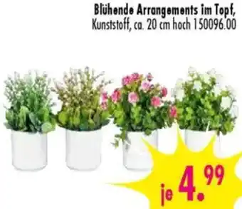 Möbel Boss Blühende Arrangements im Topf Angebot