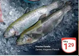 Globus Frische Forelle Angebot