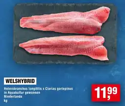 Handelshof WELSHYBRID Angebot