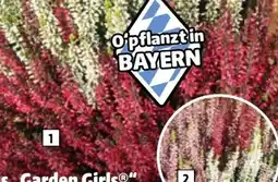 Hagebau Garden Girls Calluna vulgaris Angebot