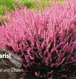 Hagebau Beauty Ladies Heidekraut Calluna Vulgaris Angebot