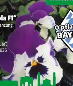 Hagebau Stiefmütterchen Viola F1 Angebot