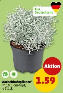 PENNY Stacheldrahtpflanze Angebot