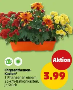 PENNY Chrysanthemen- Kasten Angebot