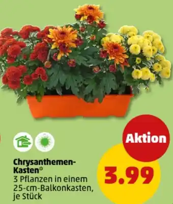 PENNY Chrysanthemen Kasten Angebot