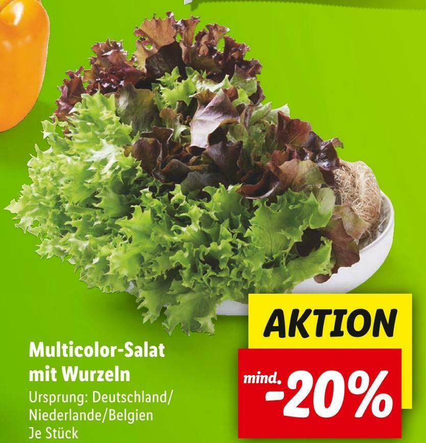 multicolor-salat-mit-wurzeln-normal.jpeg