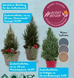 Aldi Süd Gardenline Zuckerhutfichte Angebot